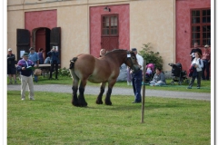 ardenner-osterby-2009-021