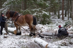 skogsdagen-20170304-002