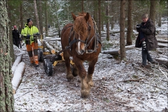 skogsdagen-20170304-048