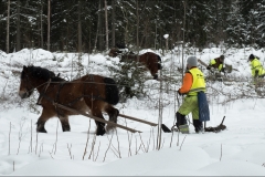 skogsdag-20180303-024