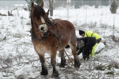 skogsdag-20180303-060