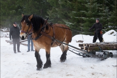 skogsdag-20160305-099