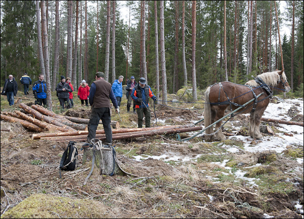 skogsdagen-20120310-031