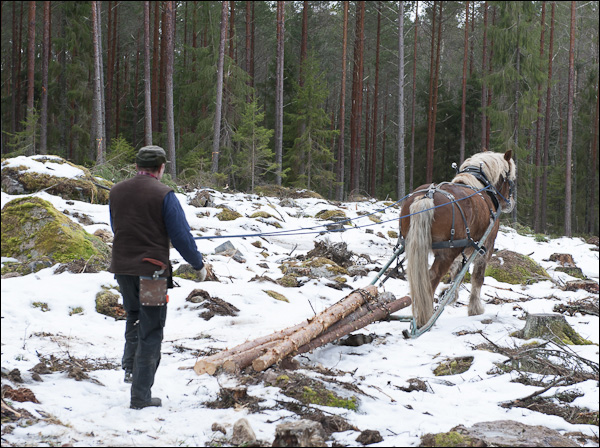 skogsdagen-20120310-038