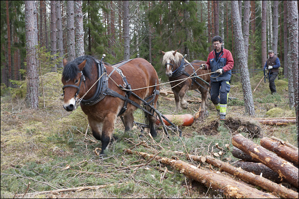 skogsdagen-20120310-041