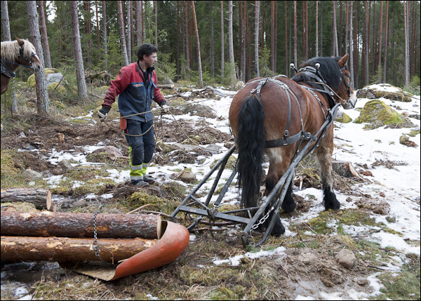 skogsdagen-20120310-052