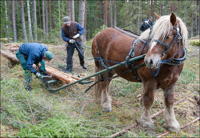 skogsdagen-20120310-059