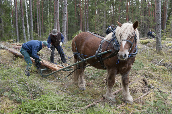 skogsdagen-20120310-060