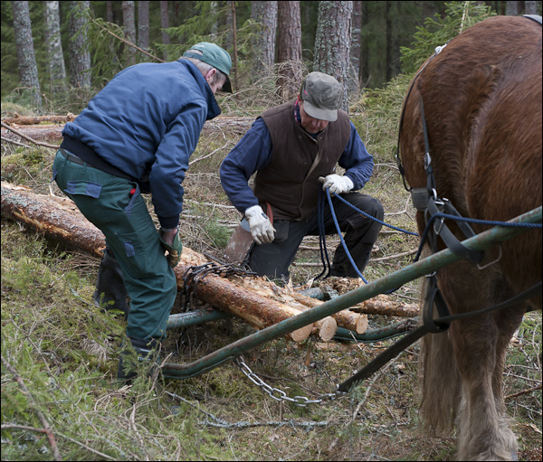 skogsdagen-20120310-061