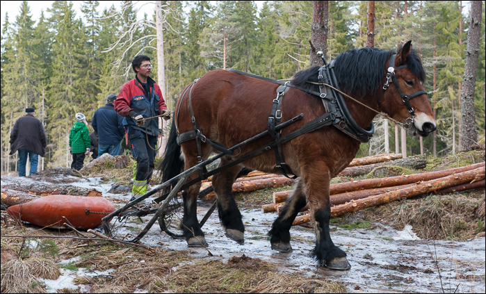 skogsdagen-20120310-078