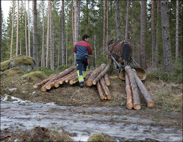 skogsdagen-20120310-082