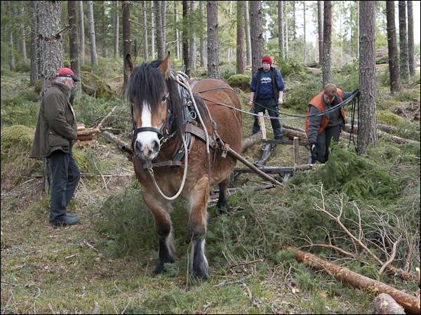 skogsdagen-20120310-084