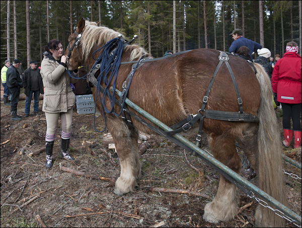 skogsdagen-20120310-121