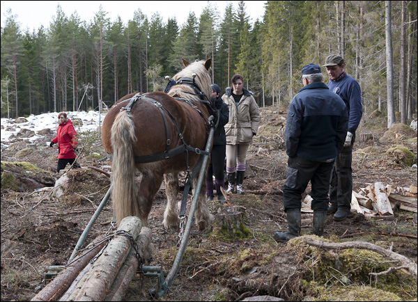 skogsdagen-20120310-126