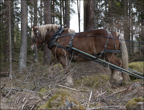 skogsdagen-20120310-133