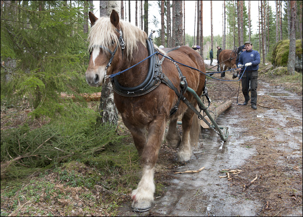 skogsdagen-20120310-146