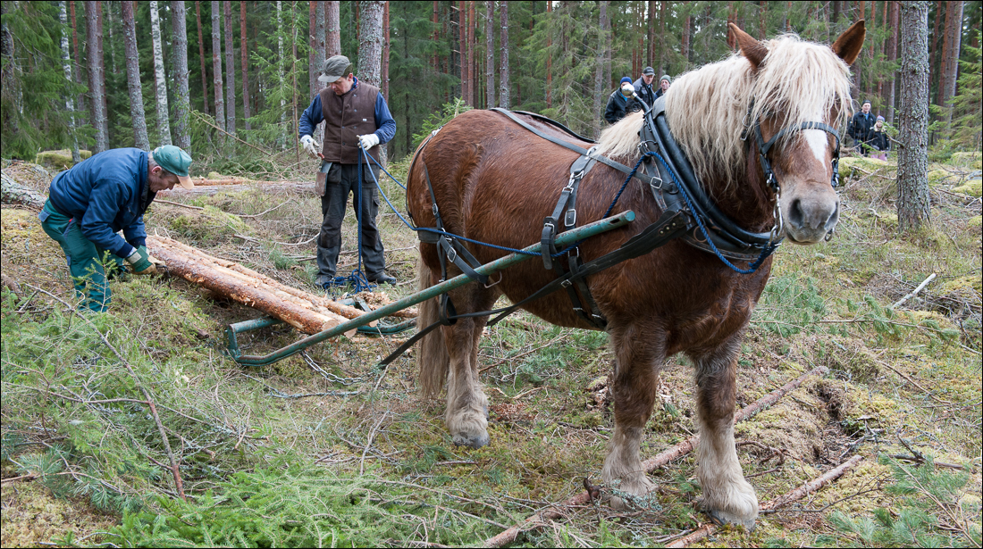 skogsdagen-20120310-058