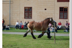 ardenner-osterby-2009-024