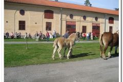 ardenner-osterby-2009-030